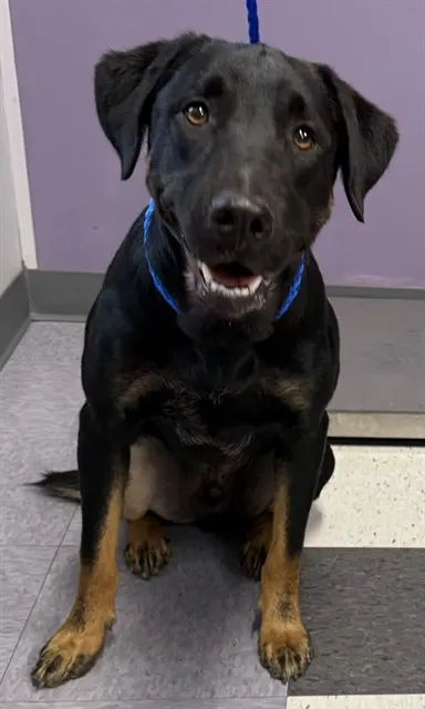 Adoptable Dog