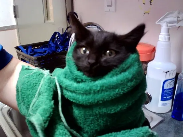 Adoptable Cat