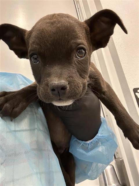 Adoptable Dog