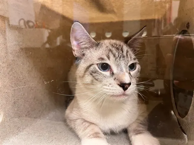 Adoptable Cat
