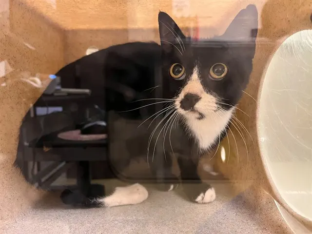 Adoptable Cat