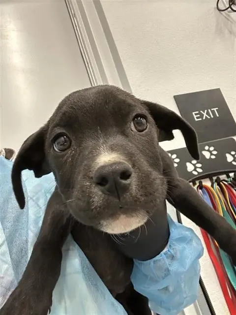 Adoptable Dog
