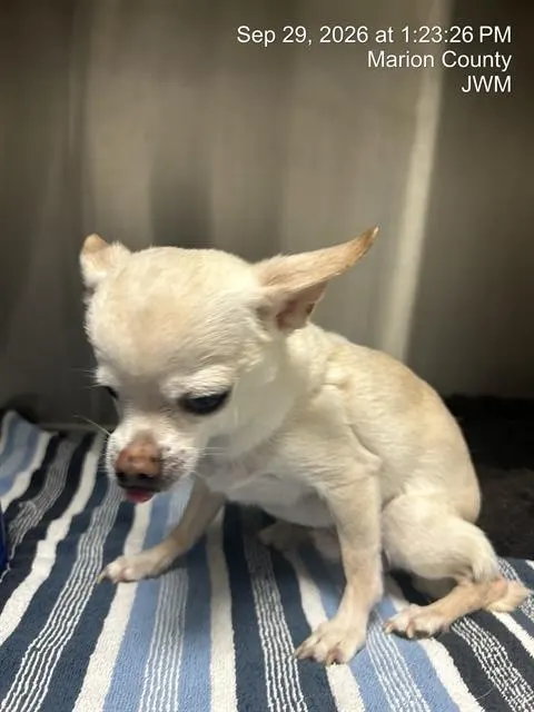 Simba