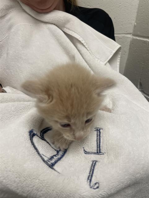 Adoptable Cat