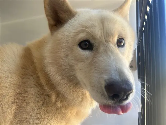 Adoptable Dog