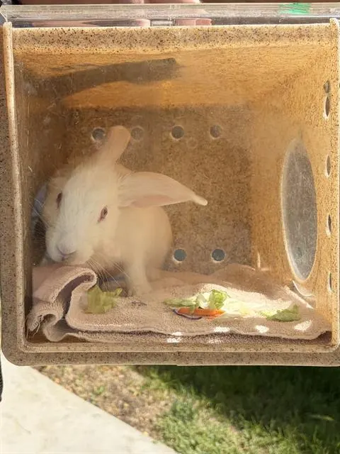 Mr. Bumbles