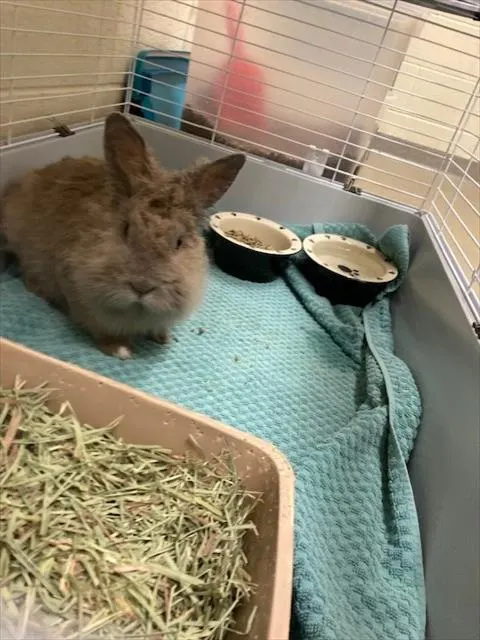 Daisy Duke