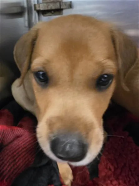 Adoptable Dog