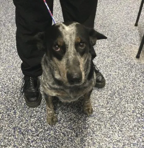 Adoptable Dog
