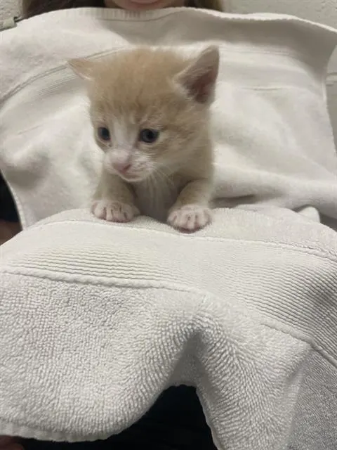 Adoptable Cat