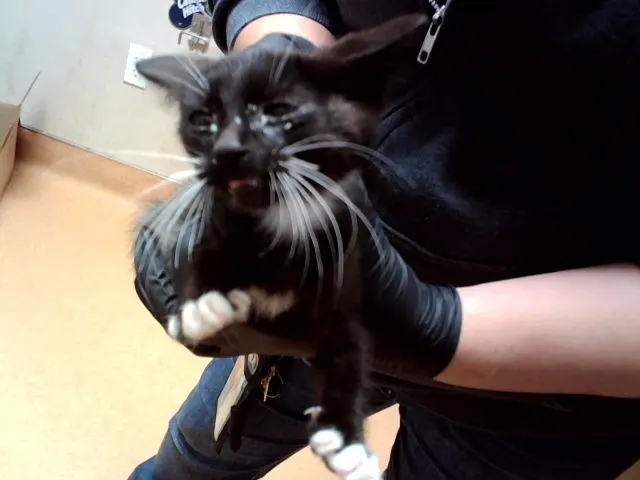 Adoptable Cat