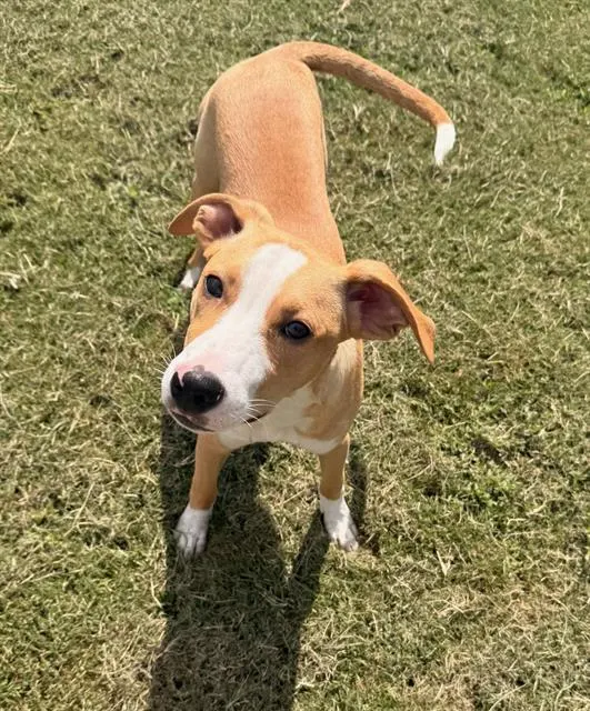 Palmer