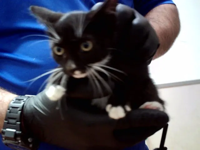 Adoptable Cat