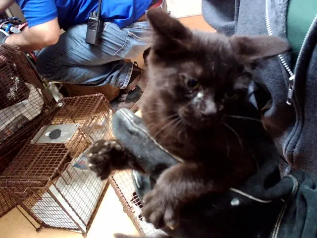 Adoptable Cat