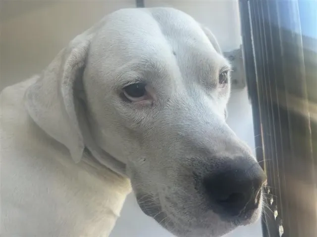 Pup F