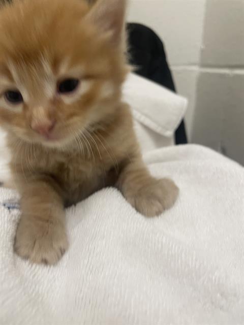 Adoptable Cat