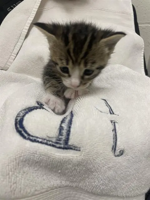 Adoptable Cat