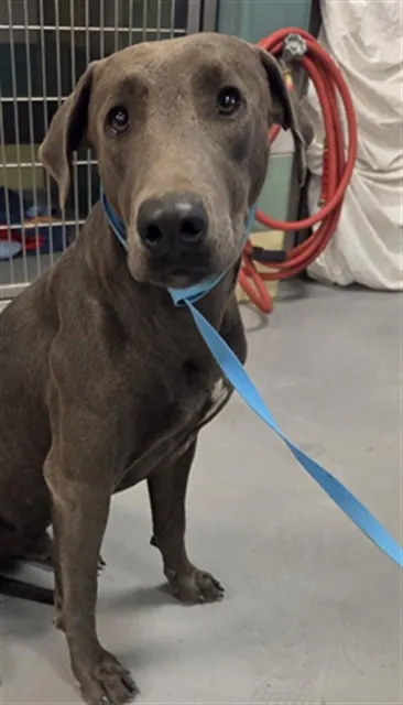 Adoptable Dog
