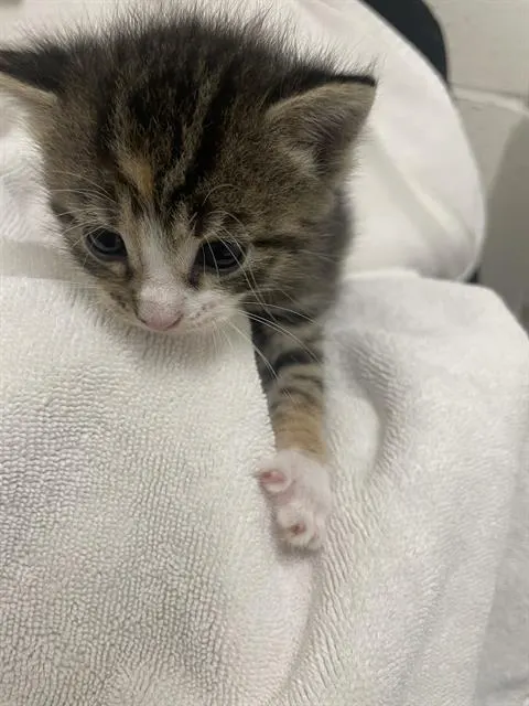 Adoptable Cat
