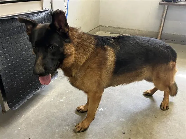 Adoptable Dog