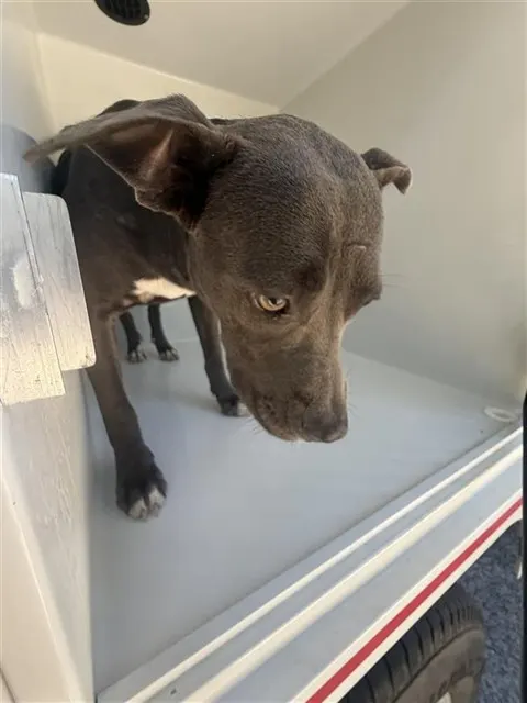 Adoptable Dog