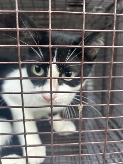 Adoptable Cat