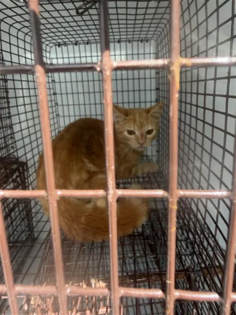 Adoptable Cat