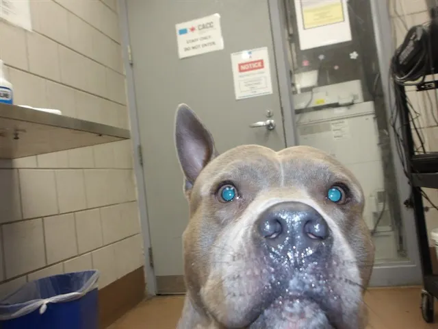 Adoptable Dog