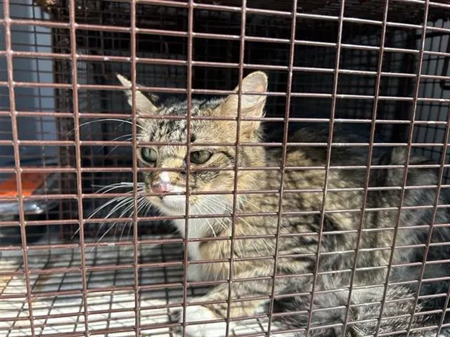 Adoptable Cat