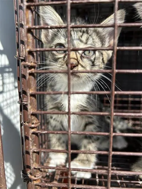 Adoptable Cat