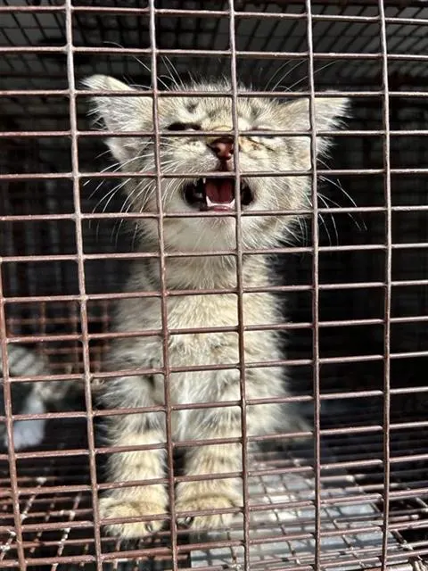 Adoptable Cat