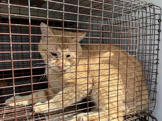 Adoptable Cat