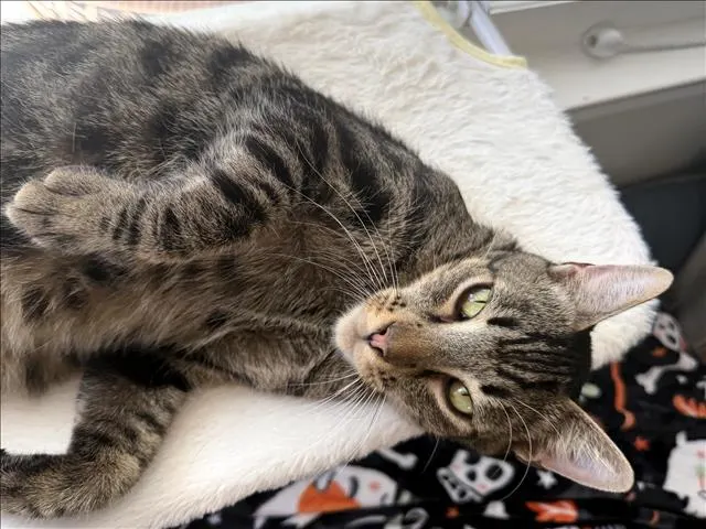 Titi