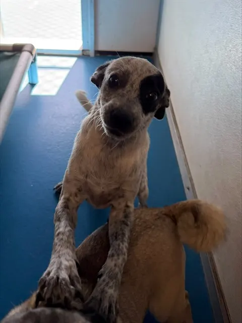 Adoptable Dog