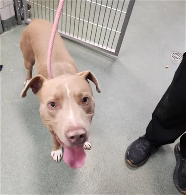Adoptable Dog