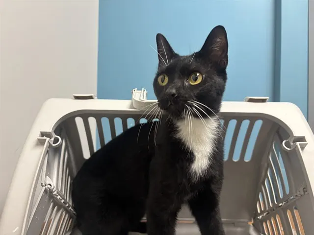 Nyx