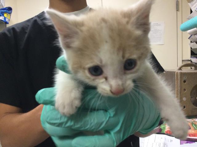 Toil
