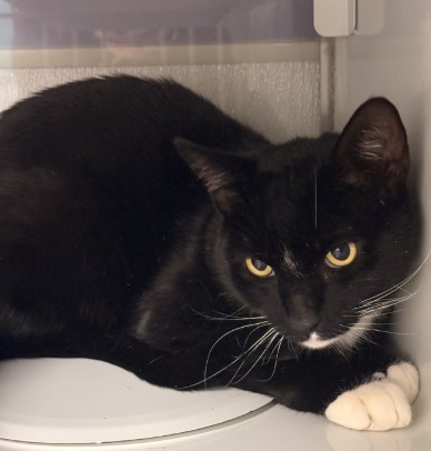 Mr. Tuxedo