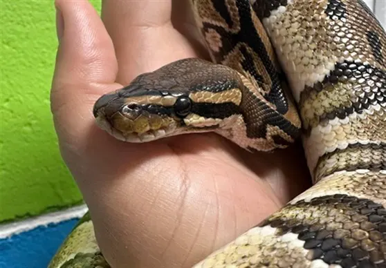 Slytherin Snape