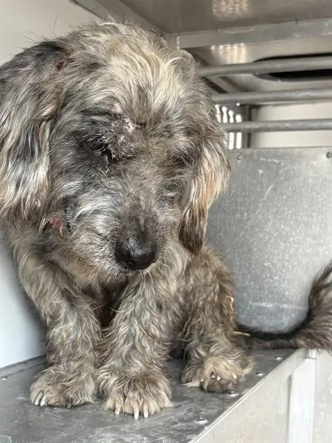 Adoptable Dog