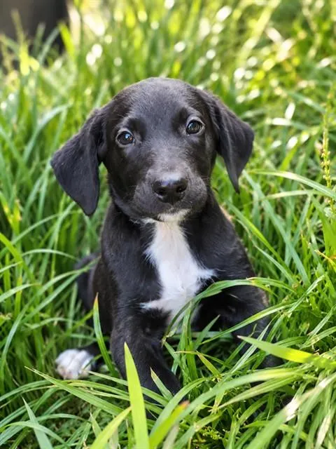 Remi
