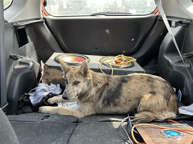 Spotted Husky Mix