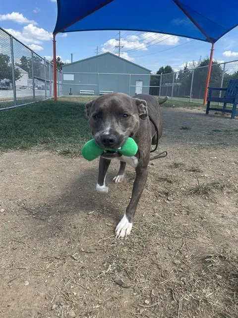 Iroh