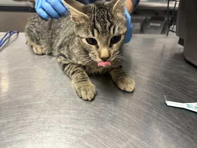 Archie