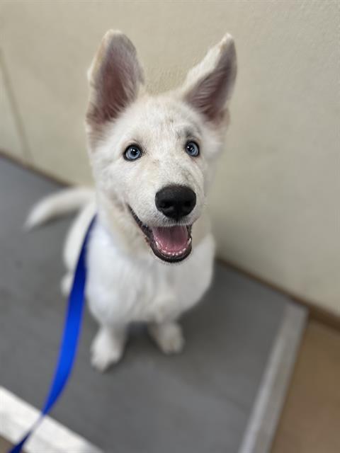 Adoptable Dog