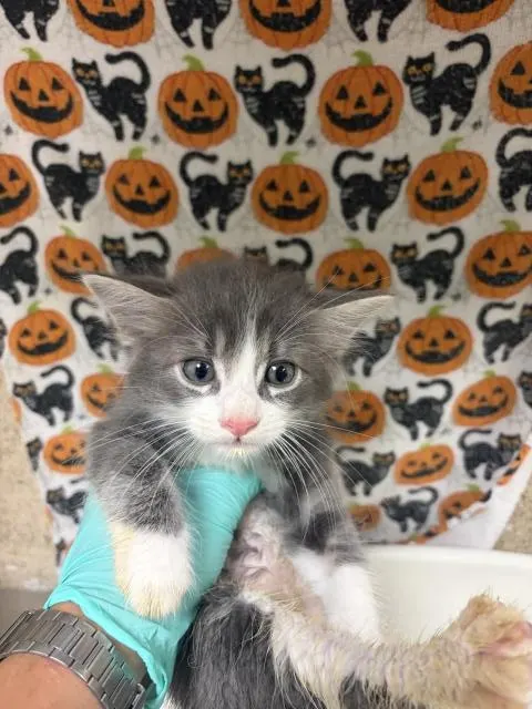 Milton