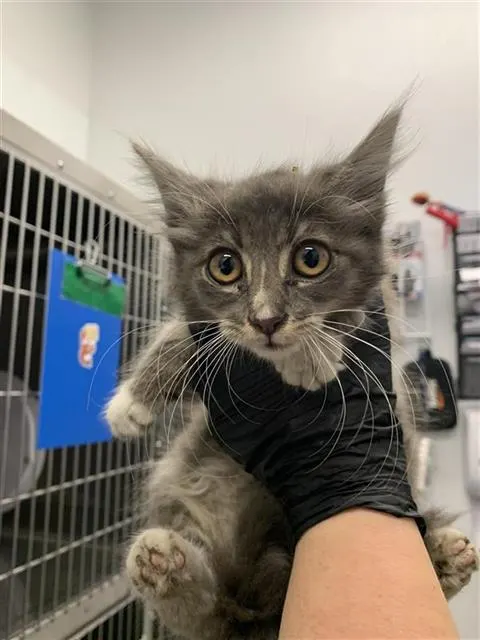 Adoptable Cat