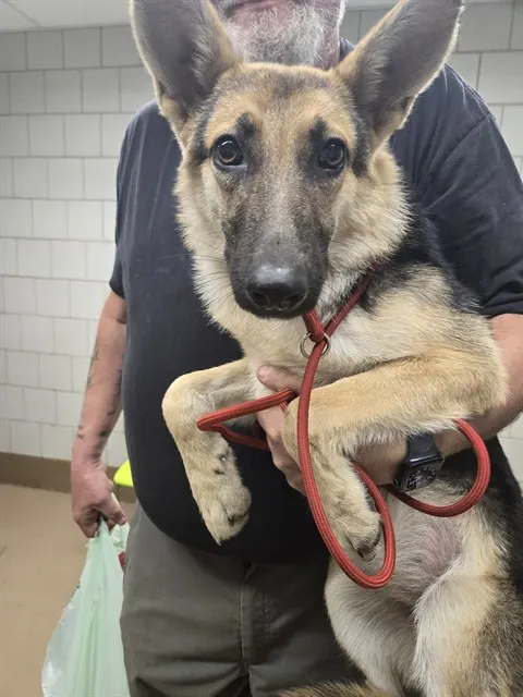 Adoptable Dog