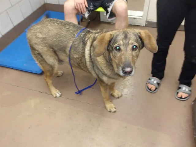 Adoptable Dog