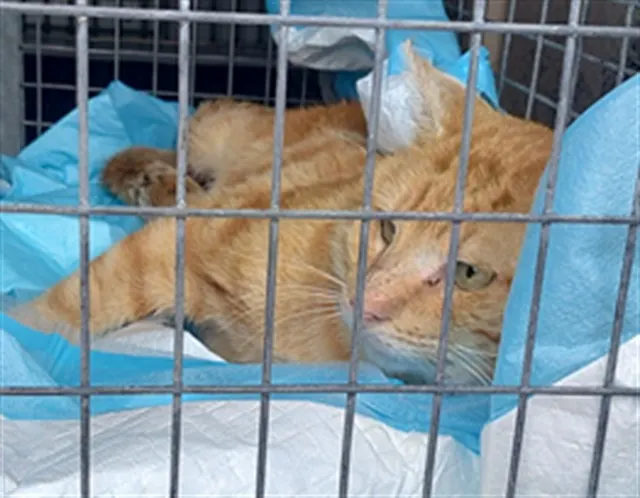 Adoptable Cat